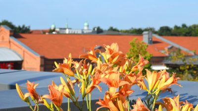 Erfahrungsbericht: Kaufen vom Bauträger